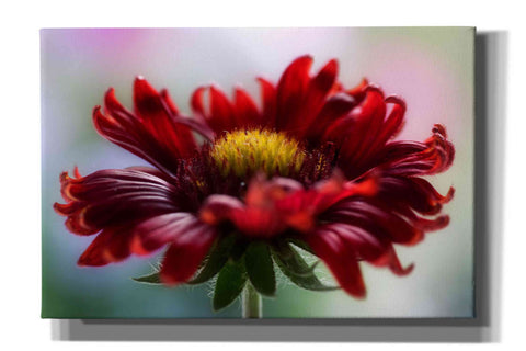Image of 'Flame' by Mandy Disher, Giclee Canvas Wall Art