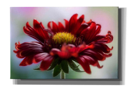 'Flame' by Mandy Disher, Giclee Canvas Wall Art