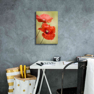 'Papaver Passion' by Mandy Disher, Giclee Canvas Wall Art,12x18