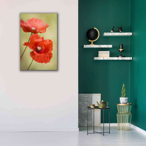 Image of 'Papaver Passion' by Mandy Disher, Giclee Canvas Wall Art,26x40