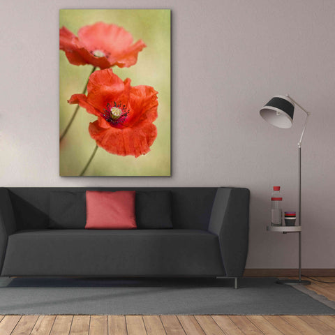 Image of 'Papaver Passion' by Mandy Disher, Giclee Canvas Wall Art,40x60
