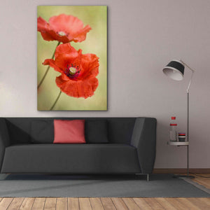 'Papaver Passion' by Mandy Disher, Giclee Canvas Wall Art,40x60