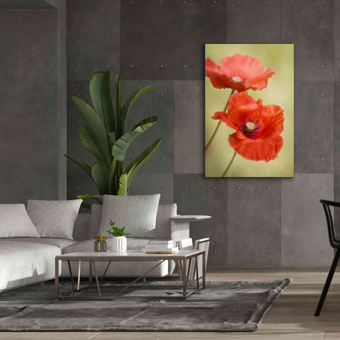 Image of 'Papaver Passion' by Mandy Disher, Giclee Canvas Wall Art,40x60