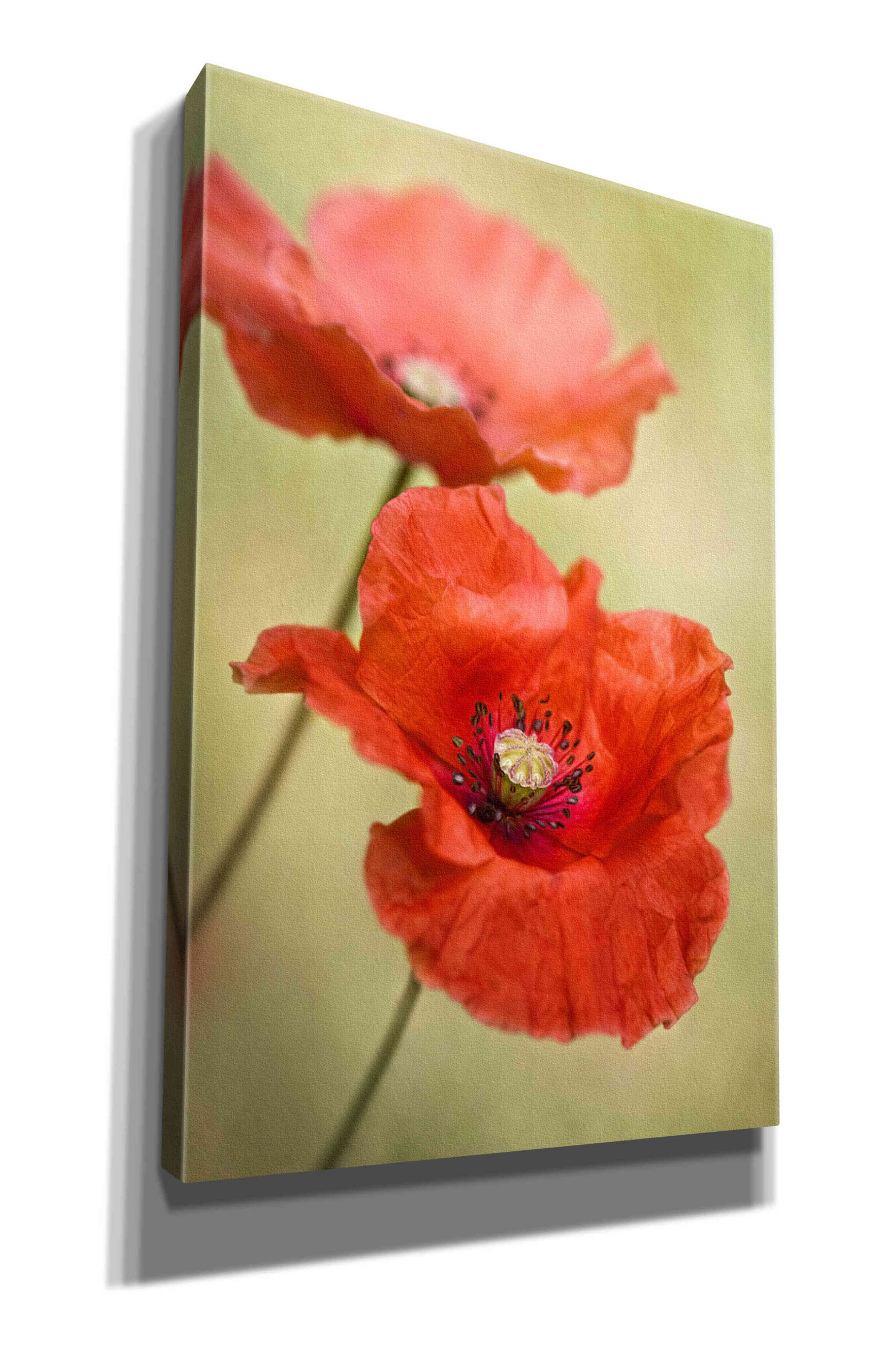 'Papaver Passion' by Mandy Disher, Giclee Canvas Wall Art