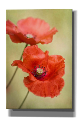 Image of 'Papaver Passion' by Mandy Disher, Giclee Canvas Wall Art