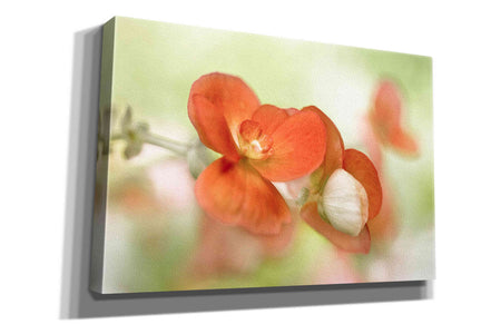 'Summer Glow' by Mandy Disher, Giclee Canvas Wall Art