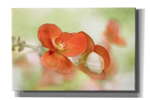 Image of 'Summer Glow' by Mandy Disher, Giclee Canvas Wall Art