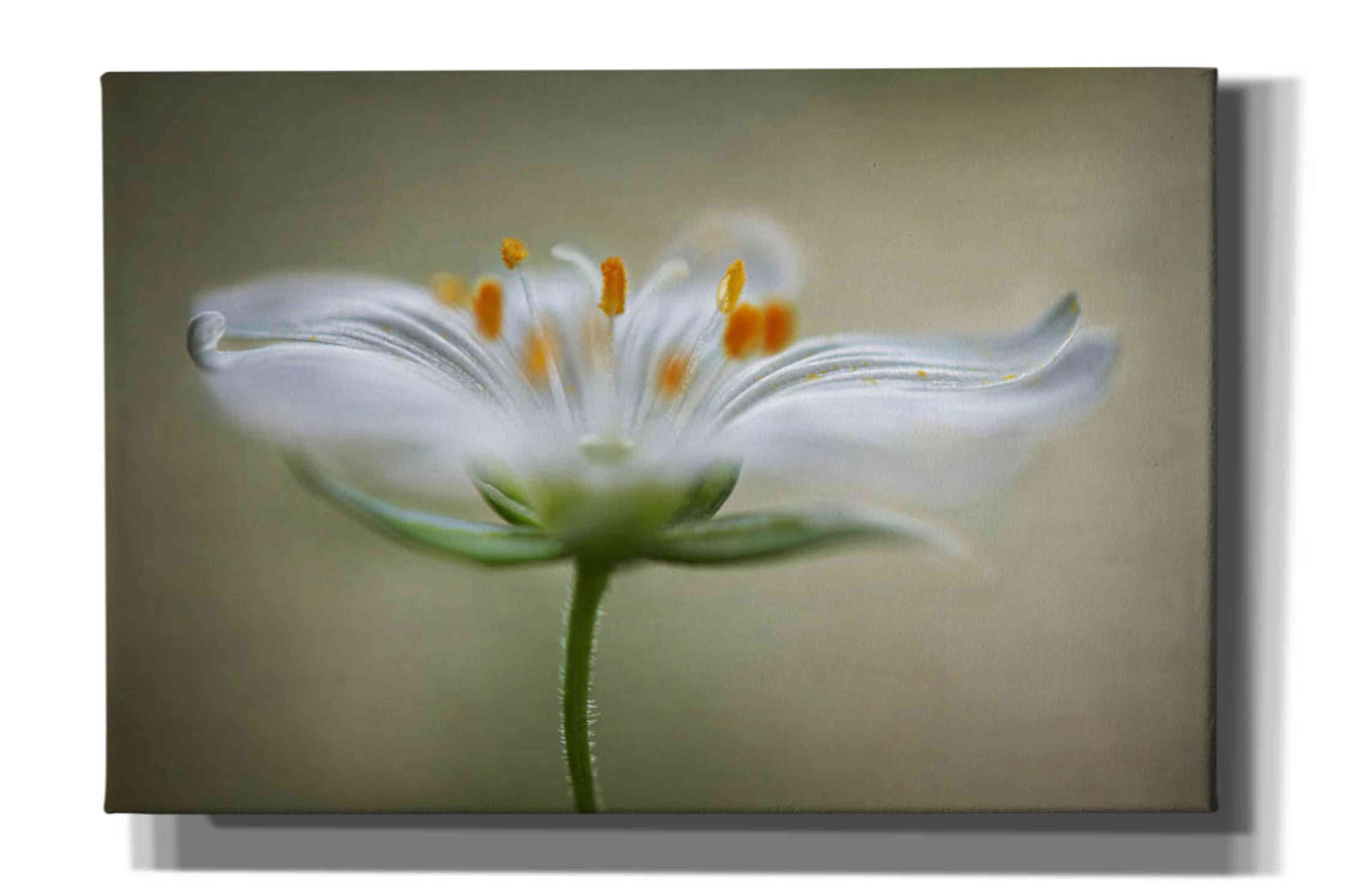 'Summer Swirl' by Mandy Disher, Giclee Canvas Wall Art