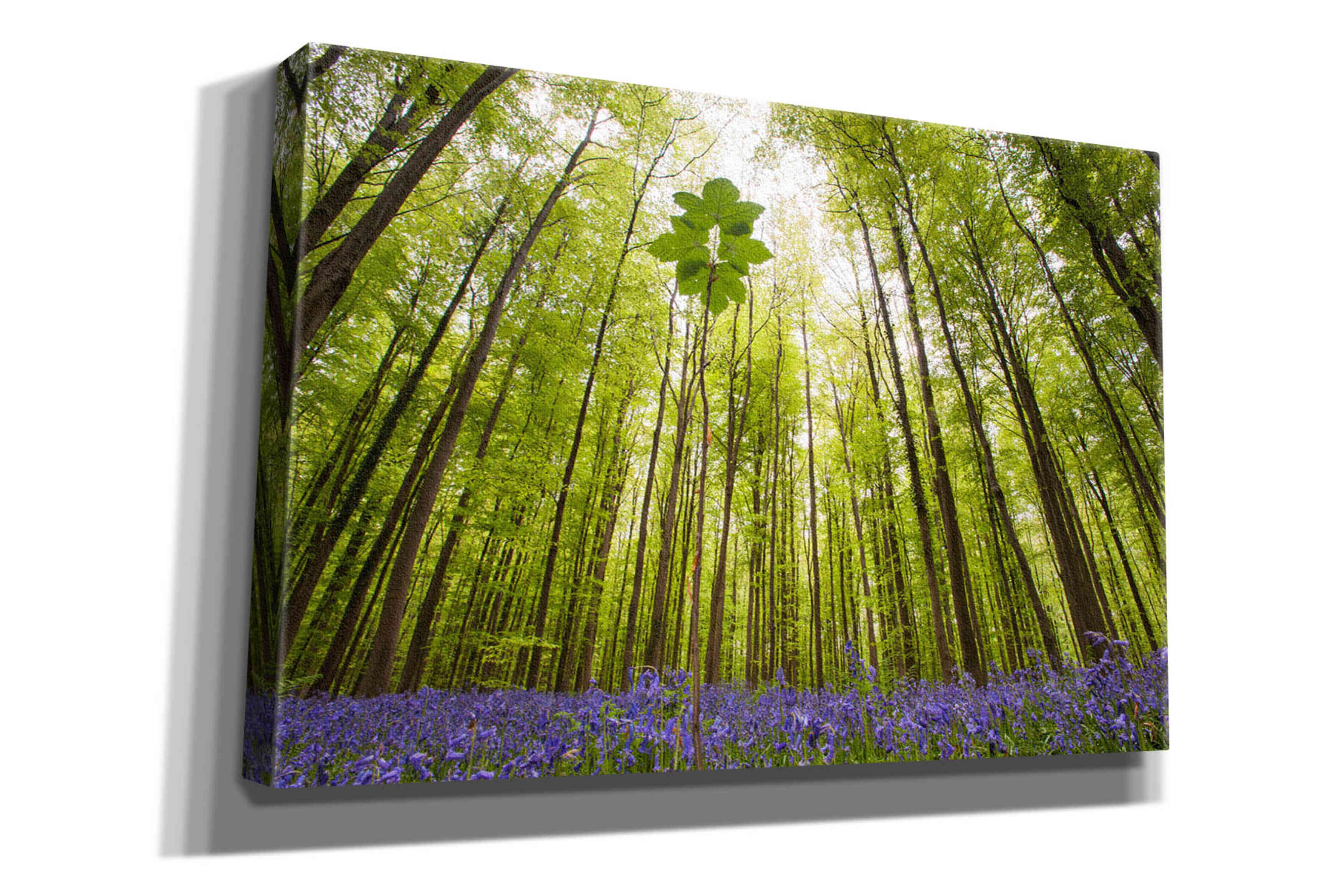 'Hallerbos' by Wilco Dragt, Giclee Canvas Wall Art