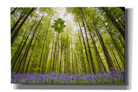 Image of 'Hallerbos' by Wilco Dragt, Giclee Canvas Wall Art