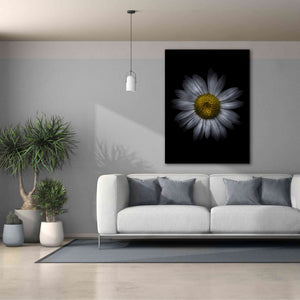 'Backyard Flowers 13 Color Version' by Brian Carson, Giclee Canvas Wall Art,40 x 54