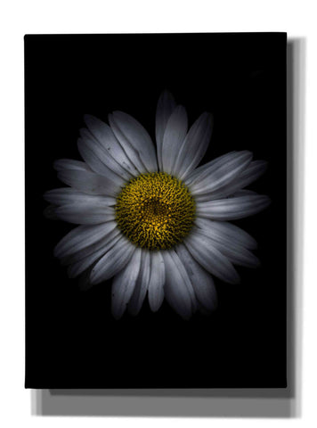 Image of 'Backyard Flowers 13 Color Version' by Brian Carson, Giclee Canvas Wall Art