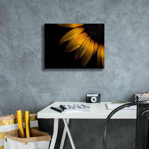Image of 'Backyard Flowers 28 Sunflower' by Brian Carson, Giclee Canvas Wall Art,16 x 12