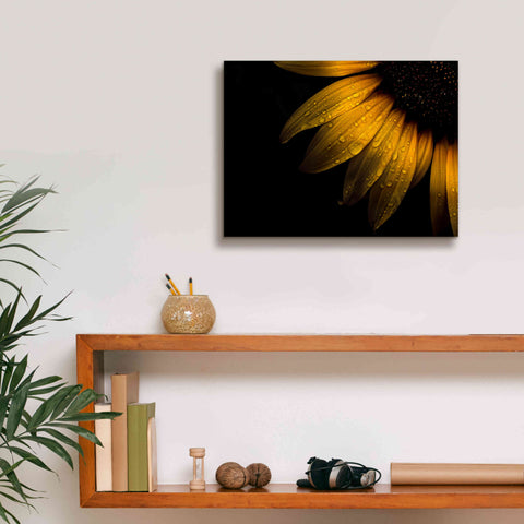Image of 'Backyard Flowers 28 Sunflower' by Brian Carson, Giclee Canvas Wall Art,16 x 12