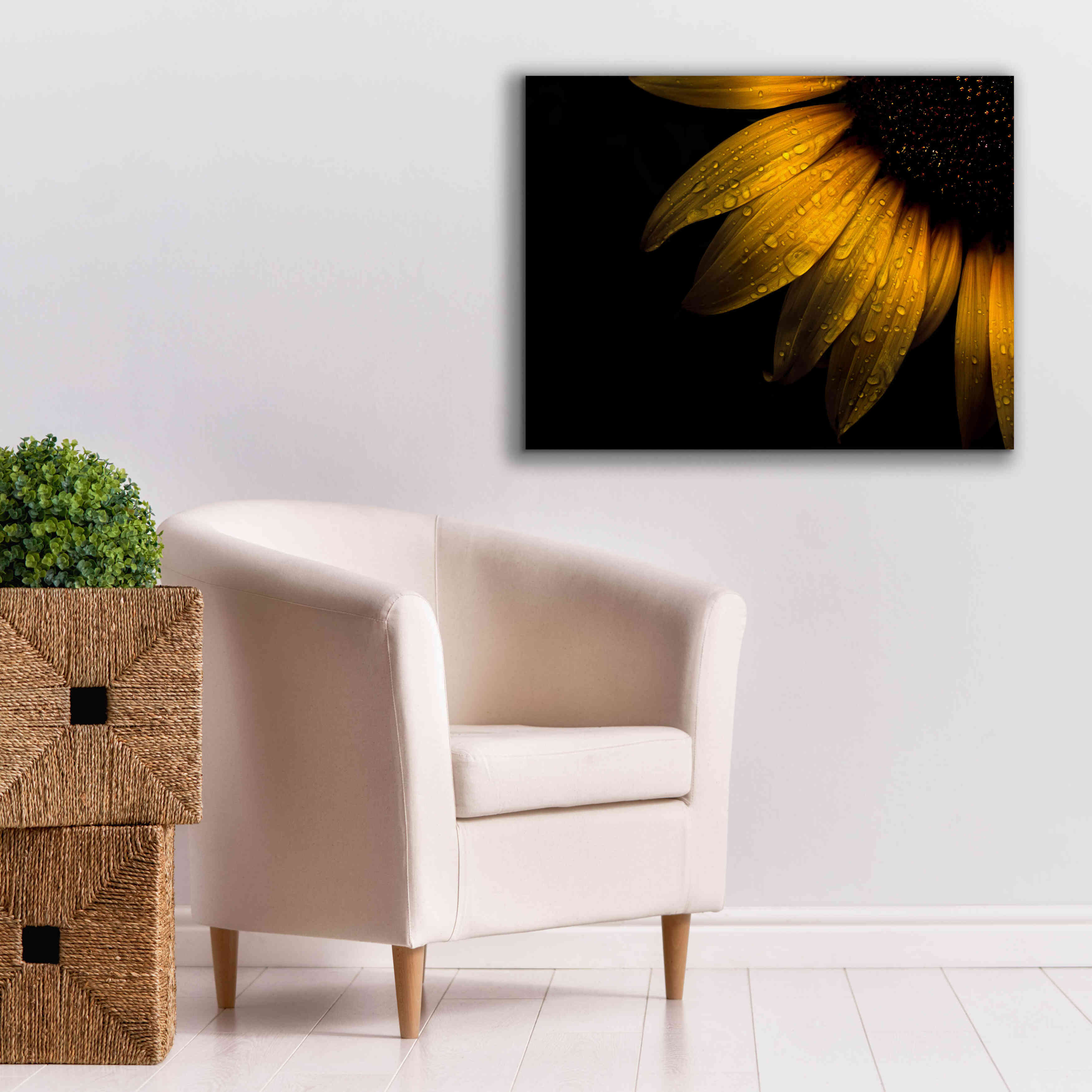 'Backyard Flowers 28 Sunflower' by Brian Carson, Giclee Canvas Wall Art,34 x 26