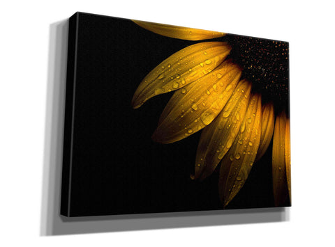 Image of 'Backyard Flowers 28 Sunflower' by Brian Carson, Giclee Canvas Wall Art