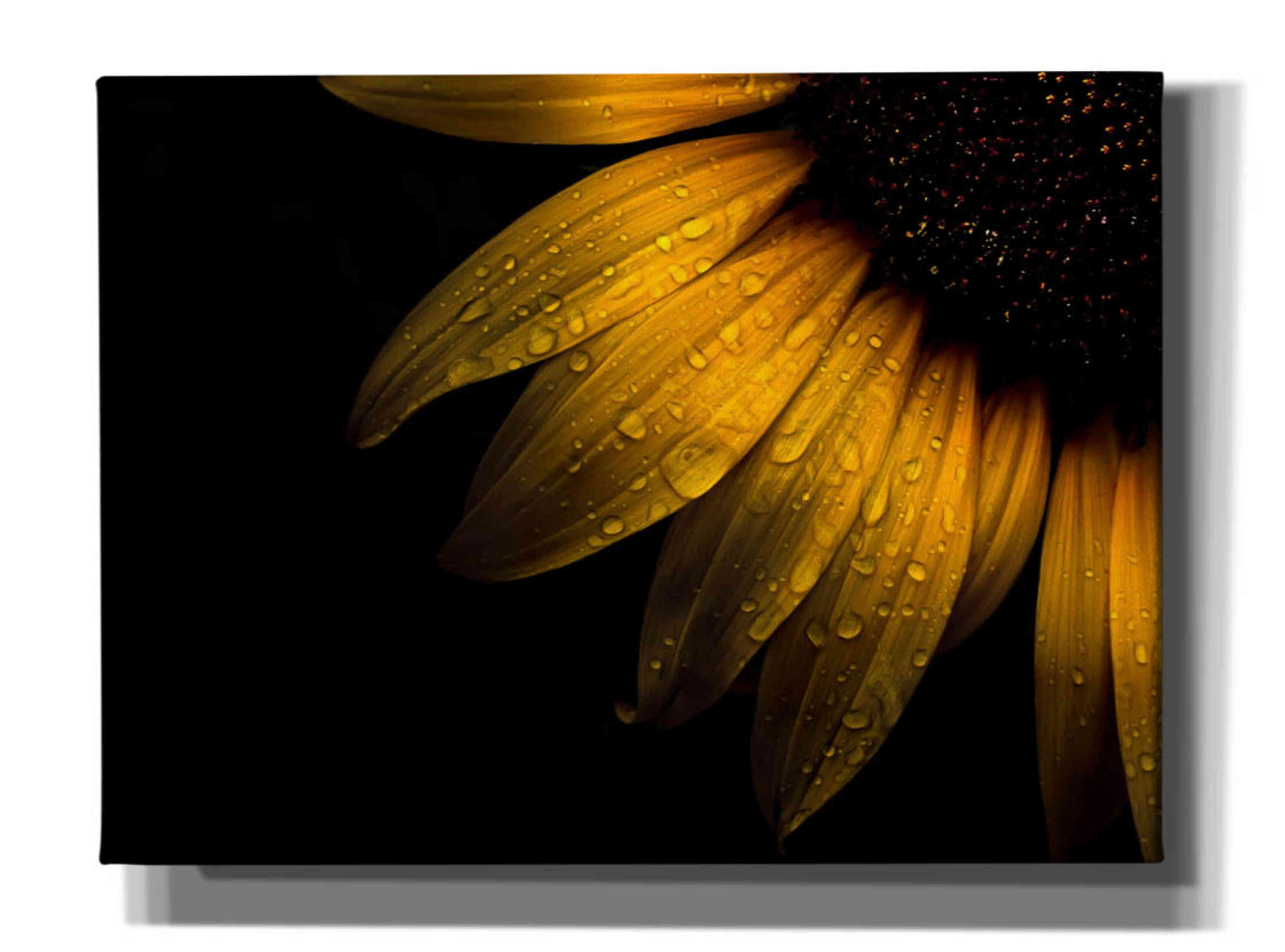 'Backyard Flowers 28 Sunflower' by Brian Carson, Giclee Canvas Wall Art