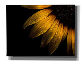 'Backyard Flowers 28 Sunflower' by Brian Carson, Giclee Canvas Wall Art