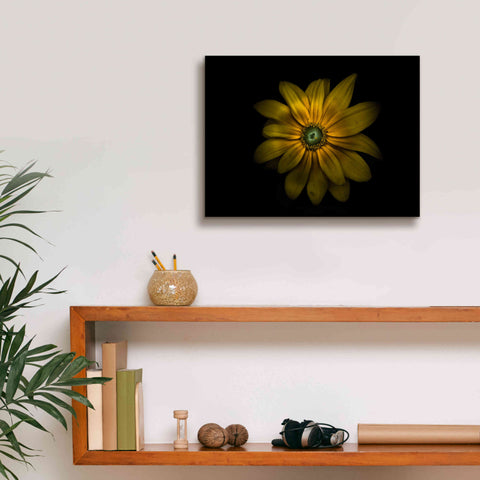 Image of 'Backyard Flowers 34 Color Version' by Brian Carson, Giclee Canvas Wall Art,16 x 12