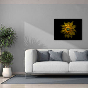 'Backyard Flowers 34 Color Version' by Brian Carson, Giclee Canvas Wall Art,34 x 26