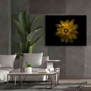 'Backyard Flowers 34 Color Version' by Brian Carson, Giclee Canvas Wall Art,54 x 40
