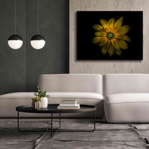 'Backyard Flowers 34 Color Version' by Brian Carson, Giclee Canvas Wall Art,54 x 40