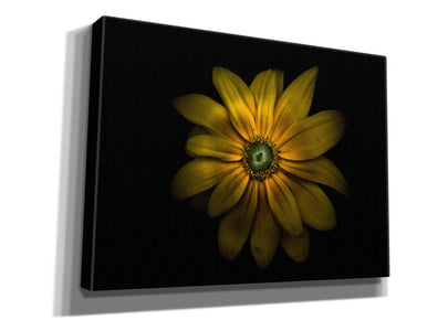'Backyard Flowers 34 Color Version' by Brian Carson, Giclee Canvas Wall Art