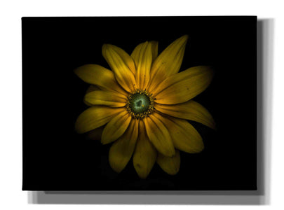 'Backyard Flowers 34 Color Version' by Brian Carson, Giclee Canvas Wall Art