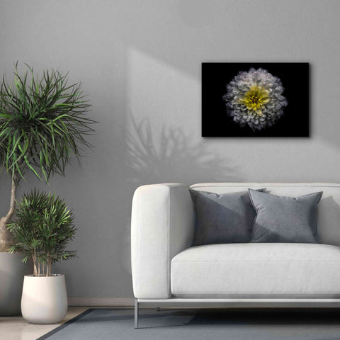 Image of 'Backyard Flowers 46 Color Version' by Brian Carson, Giclee Canvas Wall Art,26 x 18
