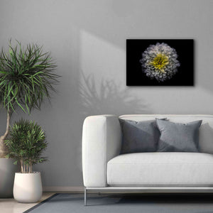 'Backyard Flowers 46 Color Version' by Brian Carson, Giclee Canvas Wall Art,26 x 18