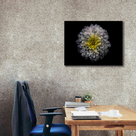 Image of 'Backyard Flowers 46 Color Version' by Brian Carson, Giclee Canvas Wall Art,34 x 26