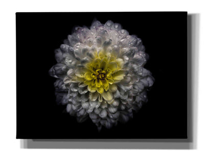 'Backyard Flowers 46 Color Version' by Brian Carson, Giclee Canvas Wall Art