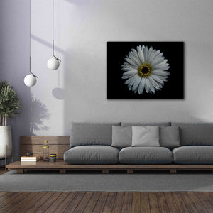 'Backyard Flowers 71 Color Version' by Brian Carson, Giclee Canvas Wall Art,54 x 40