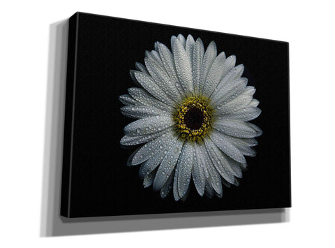 Image of 'Backyard Flowers 71 Color Version' by Brian Carson, Giclee Canvas Wall Art