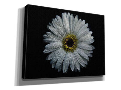 'Backyard Flowers 71 Color Version' by Brian Carson, Giclee Canvas Wall Art