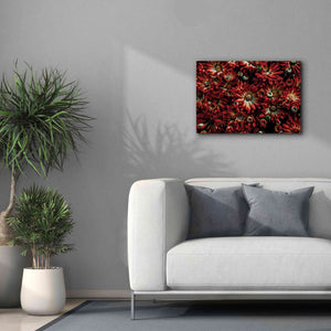 'Backyard Flowers 88 Color Version' by Brian Carson, Giclee Canvas Wall Art,26 x 18