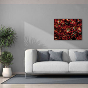 'Backyard Flowers 88 Color Version' by Brian Carson, Giclee Canvas Wall Art,34 x 26
