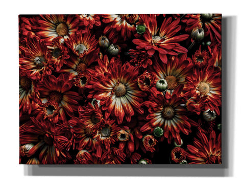 Image of 'Backyard Flowers 88 Color Version' by Brian Carson, Giclee Canvas Wall Art