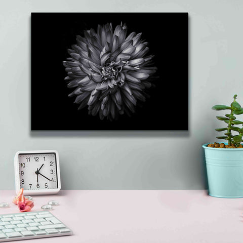 Image of 'Backyard Flowers In Black And White 20' by Brian Carson, Giclee Canvas Wall Art,16 x 12
