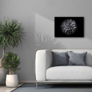 'Backyard Flowers In Black And White 20' by Brian Carson, Giclee Canvas Wall Art,26 x 18