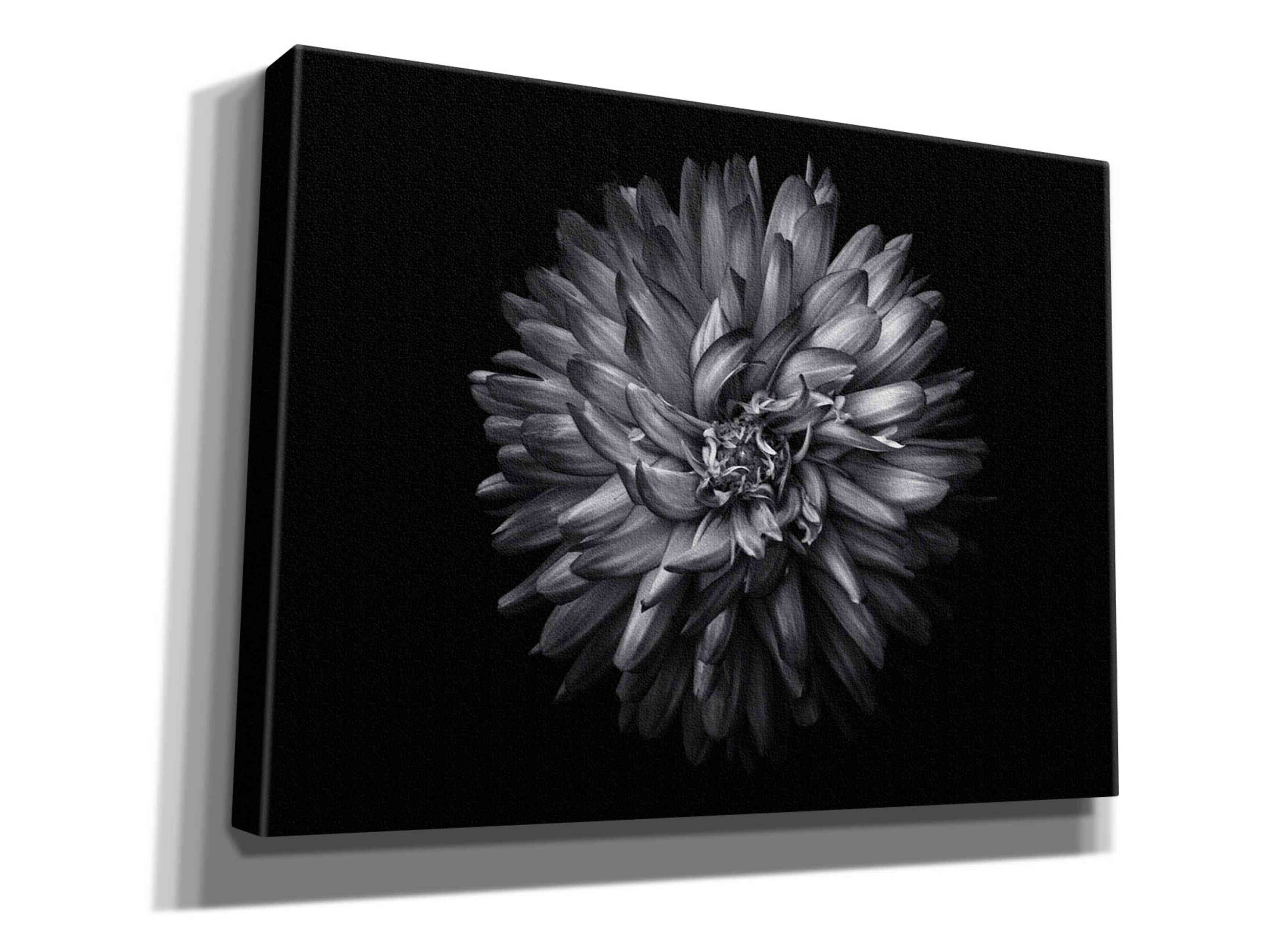'Backyard Flowers In Black And White 20' by Brian Carson, Giclee Canvas Wall Art