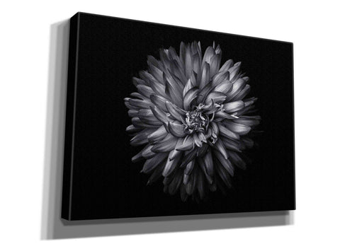 Image of 'Backyard Flowers In Black And White 20' by Brian Carson, Giclee Canvas Wall Art