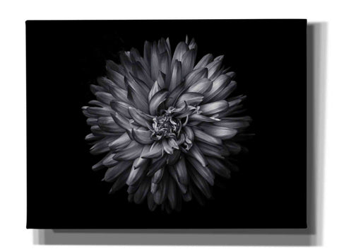 Image of 'Backyard Flowers In Black And White 20' by Brian Carson, Giclee Canvas Wall Art