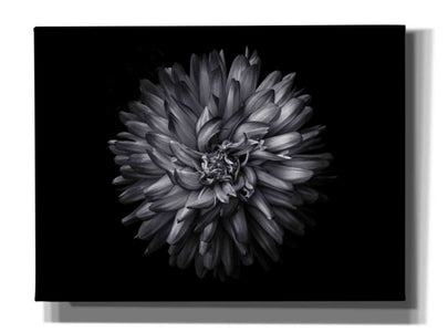 'Backyard Flowers In Black And White 20' by Brian Carson, Giclee Canvas Wall Art