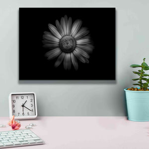 'Backyard Flowers In Black And White 31' by Brian Carson, Giclee Canvas Wall Art,16 x 12