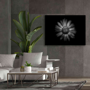 'Backyard Flowers In Black And White 31' by Brian Carson, Giclee Canvas Wall Art,54 x 40