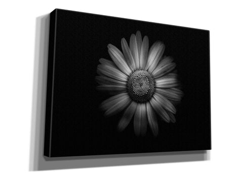 Image of 'Backyard Flowers In Black And White 31' by Brian Carson, Giclee Canvas Wall Art