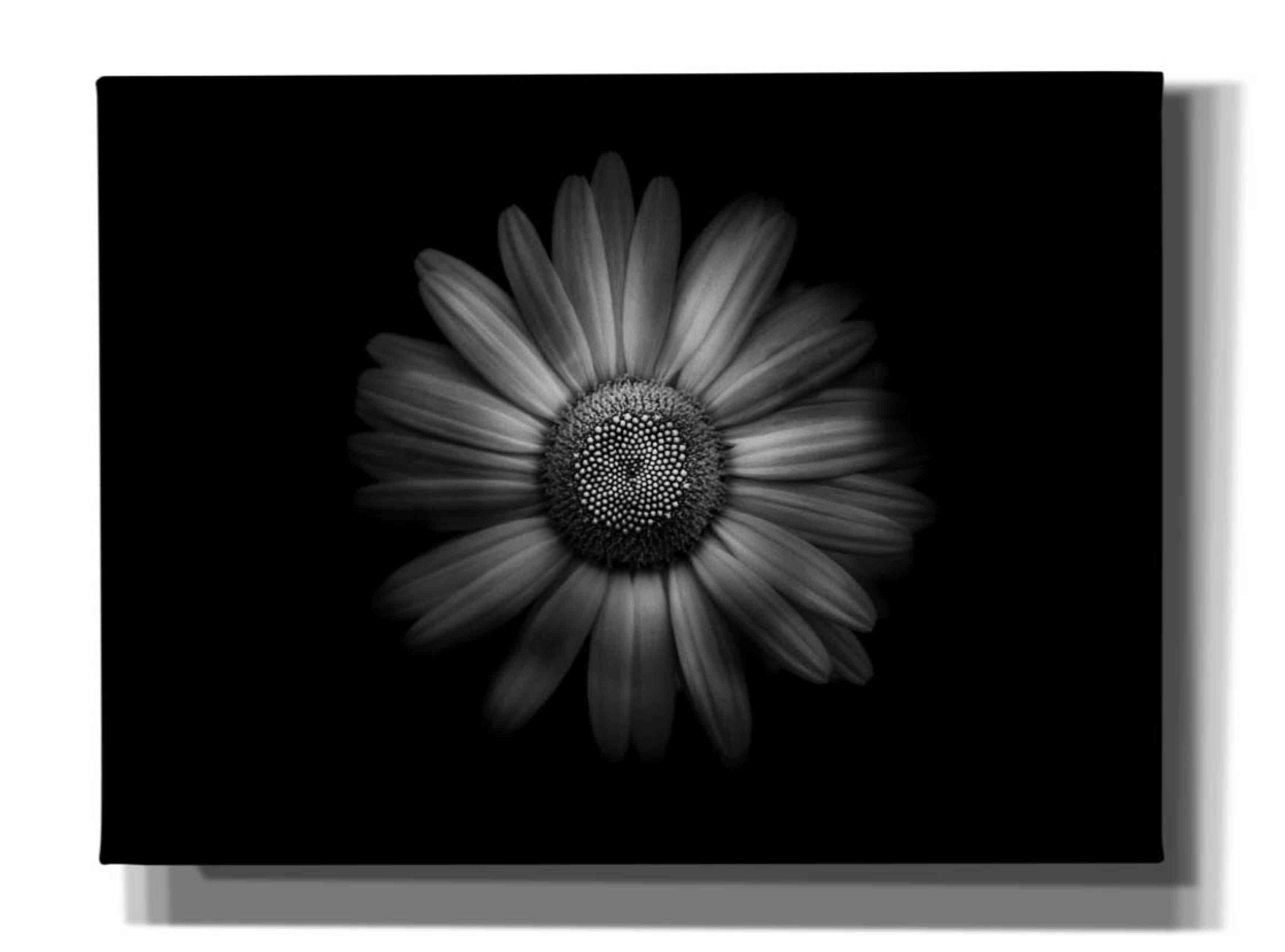 'Backyard Flowers In Black And White 31' by Brian Carson, Giclee Canvas Wall Art