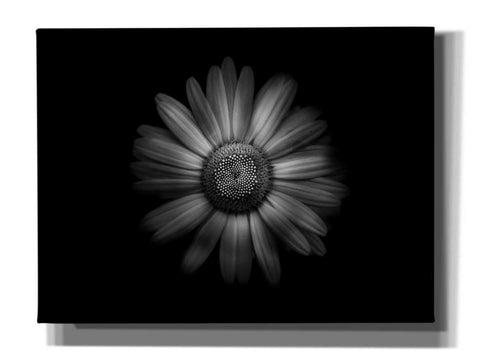 Image of 'Backyard Flowers In Black And White 31' by Brian Carson, Giclee Canvas Wall Art