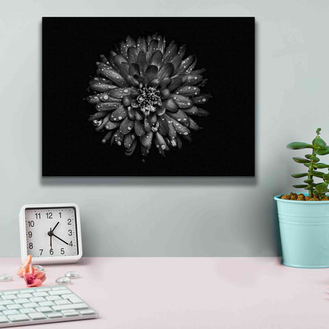 Image of 'Backyard Flowers In Black And White 45' by Brian Carson, Giclee Canvas Wall Art,16 x 12